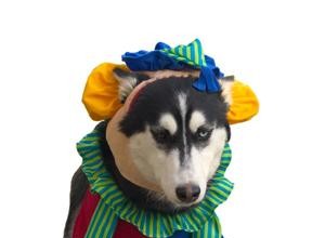 Disfraces de Halloween para Mascotas: Ideas Divertidas, Consejos y Precauciones