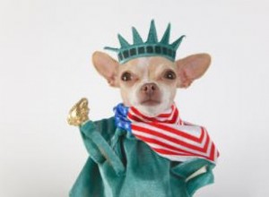 Disfraces Patrióticos para Perros: Ideas Creativas para el 4 de Julio y Días Festivos