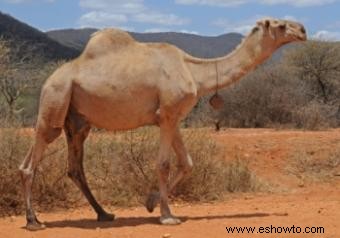 Ideas para disfraces de camellos