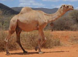 Ideas Creativas y Fáciles para Disfraces de Camello Caseros