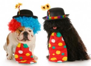 Ideas Creativas y Divertidas para Disfraces de Perros: ¡Haz Brillar a tu Mascota!