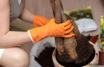 Cuidar un árbol del dinero Feng Shui