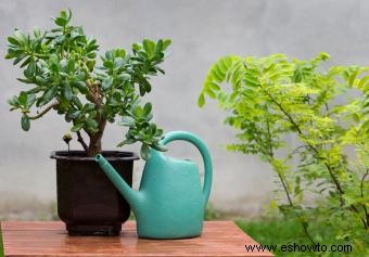 Cómo utilizar las plantas de jade en el Feng Shui 