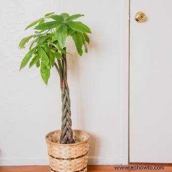 Significado y ubicación del árbol del dinero en Feng Shui 