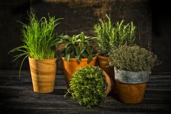 8 poderosas hierbas para la buena suerte, la buena salud y la prosperidad 