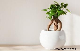 Las mejores plantas de baño para un feng shui favorable