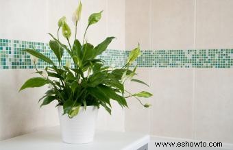 Las mejores plantas de baño para un feng shui favorable