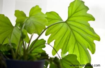 Las mejores plantas de baño para un feng shui favorable