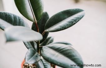 Las mejores plantas de baño para un feng shui favorable