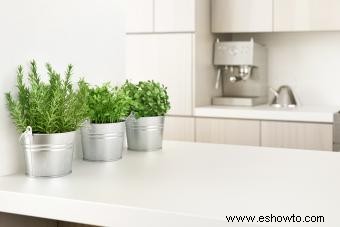 Plantas y flores de cocina Feng Shui