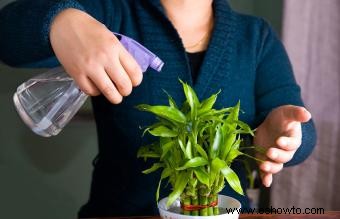 Cómo y cuándo usar fertilizante con bambú de la suerte