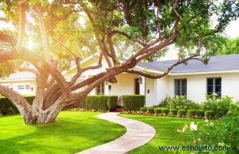 Qué significa un árbol frente a una casa en Feng Shui 