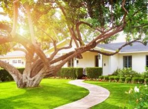 Qué significa un árbol frente a una casa en Feng Shui 