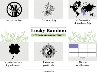 Lucky Bamboo Significado y simbolismo de los números de tallo 