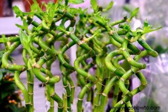 Lucky Bamboo Significado y simbolismo de los números de tallo 