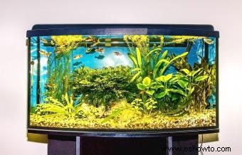 Consejos de Feng Shui para el número de peces de la suerte en un tanque