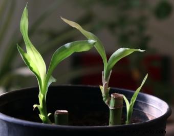 Cortar bambú de la suerte para recortarlo o comenzar nuevas plantas