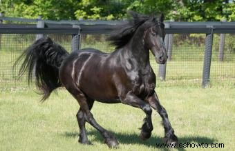 Símbolos de caballos Feng Shui para el éxito y la fortuna