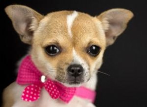 Guía Experta de Feng Shui para Mascotas: Armoniza el Chi en tu Hogar