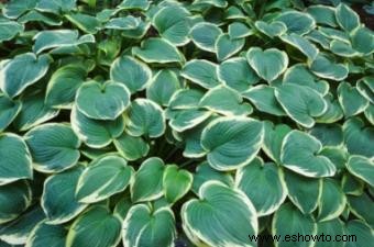 Cuidado de otoño para plantas Hosta