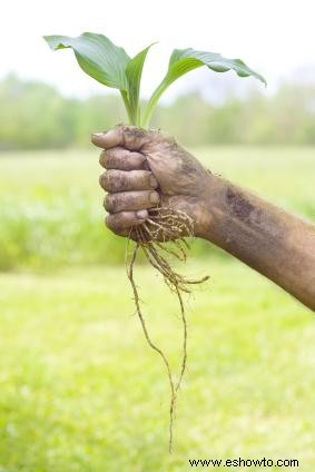 Cuidado de otoño para plantas Hosta