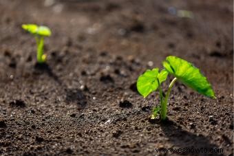 Cómo ayudar a la planta oreja de elefante a prosperar