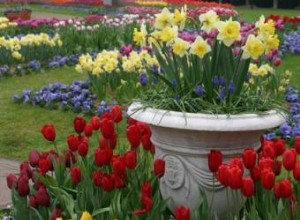 Cómo cultivar bulbos de flores en contenedores: Guía experta para un jardín primaveral vibrante