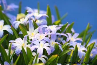 Chionodoxa:qué saber sobre la gloria de la nieve