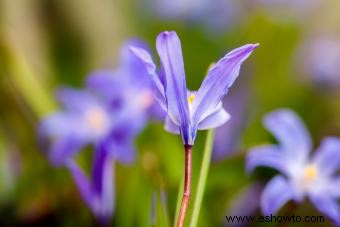 Chionodoxa:qué saber sobre la gloria de la nieve