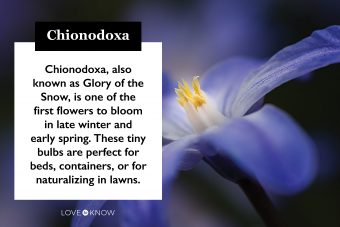 Chionodoxa:qué saber sobre la gloria de la nieve