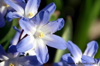 Chionodoxa:qué saber sobre la gloria de la nieve