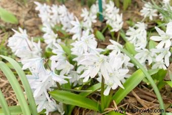 Chionodoxa:qué saber sobre la gloria de la nieve