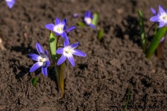 Chionodoxa:qué saber sobre la gloria de la nieve