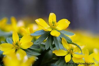 Eranthis Hyemalis 101