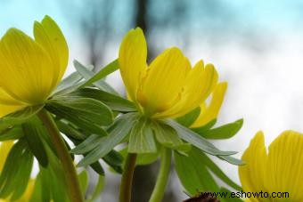 Eranthis Hyemalis 101