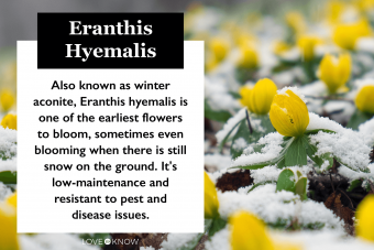 Eranthis Hyemalis 101