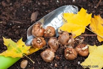 Bulbos de otoño:qué, cuándo y cómo plantar