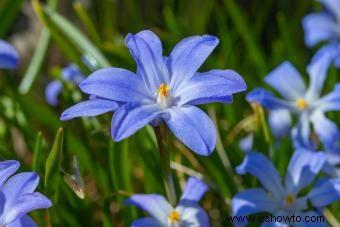 Bulbos de otoño:qué, cuándo y cómo plantar