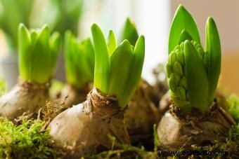 Bulbos de otoño:qué, cuándo y cómo plantar