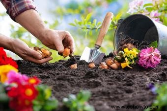 Bulbos de otoño:qué, cuándo y cómo plantar