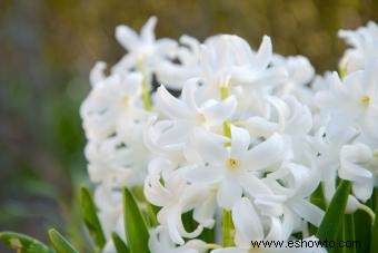 Flores de jacinto:lo que necesita saber