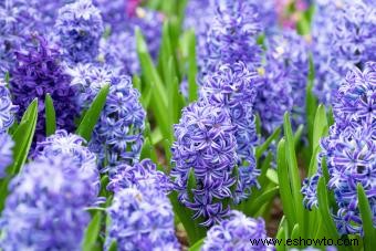 Flores de jacinto:lo que necesita saber