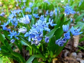 Scilla