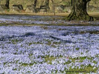 Scilla