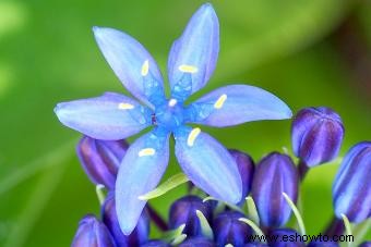 Squill Flowers:una guía rápida para su cuidado y usos