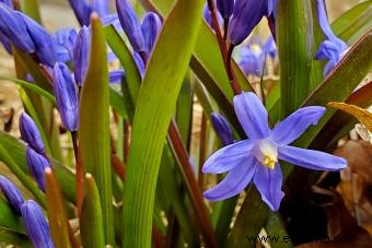 Squill Flowers:una guía rápida para su cuidado y usos