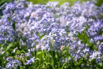 Squill Flowers:una guía rápida para su cuidado y usos