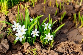 Squill Flowers:una guía rápida para su cuidado y usos