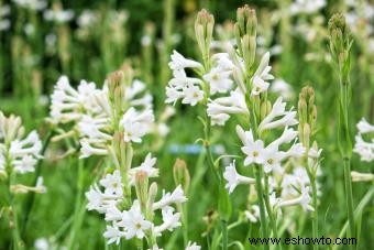 Fundamentos de la tuberosa:cultivo de plantas perennes aromáticas