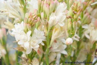 Fundamentos de la tuberosa:cultivo de plantas perennes aromáticas